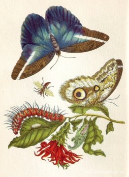 Metamorfosis insectorum Surinamensium Metamorfosis insectorum Surinamensium