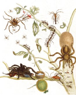 Arañas, hormigas y colibríes en una rama de guayaba. Arañas, hormigas y colibríes en una rama de guayaba.
