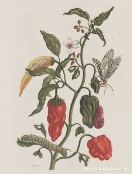 Metamorfosis insectorum Surinamensiam Metamorfosis insectorum Surinamensiam