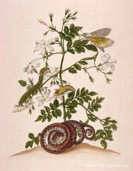Metamorphosis insectorum Surinamensium (Metamorfosis de los inse Metamorphosis insectorum Surinamensium (Metamorfosis de los inse