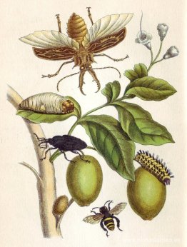 de Metamorphosis insectorum Surinamensium, lámina XLVIII de Metamorphosis insectorum Surinamensium, lámina XLVIII