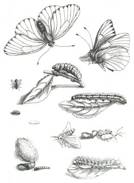 Placa LXXXV, de Erucarum Ortus Alimentum et Paradoxa Metamorphos Placa LXXXV, de Erucarum Ortus Alimentum et Paradoxa Metamorphos