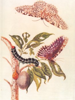 Metamorfosis de una mariposa Metamorfosis de una mariposa