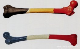 Fémur d'homme belge & fémur de la femme francaise Fémur d'homme belge & fémur de la femme francaise