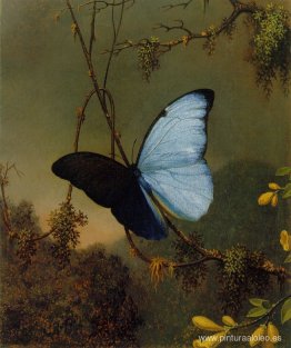 Mariposa Morfo Azul Mariposa Morfo Azul