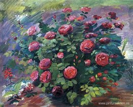 rosas de mayo rosas de mayo