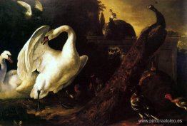 Cisnes y pavos reales Cisnes y pavos reales