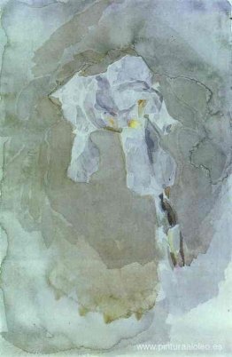 iris blanco iris blanco