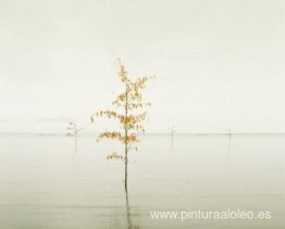 Hojas de naranja, Mar de Ariake, Japón Hojas de naranja, Mar de Ariake, Japón