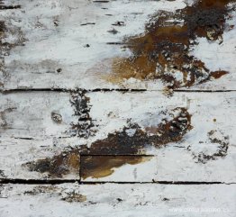 Historia natural Historia natural