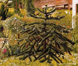 La araucaria, Whitehouse, Irlanda del Norte La araucaria, Whitehouse, Irlanda del Norte