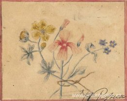 estudio de flores estudio de flores