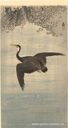 Cormorán Cormorán