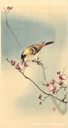 Pájaro cantor en flor de ciruelo Pájaro cantor en flor de ciruelo