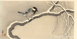 Tit gigante en rama nevada Tit gigante en rama nevada