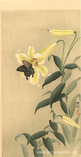 mariposa y lirio mariposa y lirio