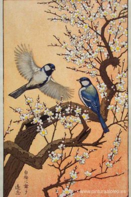 Aves de las estaciones - Primavera Aves de las estaciones - Primavera