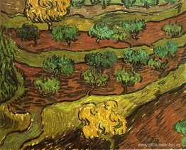 Olivos contra la pendiente de una colina Olivos contra la pendiente de una colina