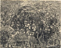 Saúco en flor Saúco en flor