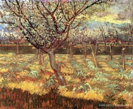 Albaricoqueros en flor Albaricoqueros en flor