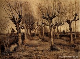 Abedules trasmochados Abedules trasmochados