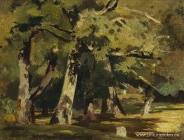 Robles a la luz del sol Robles a la luz del sol