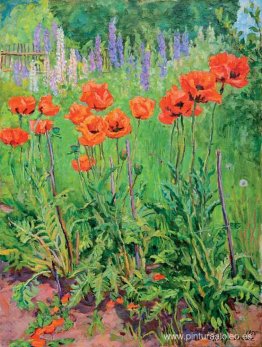 amapolas amapolas