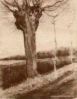 Sauce trasmochado Sauce trasmochado