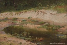 Arroyo del bosque Arroyo del bosque