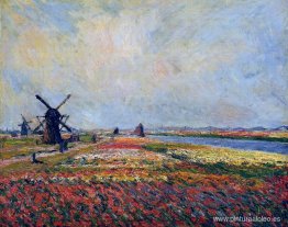 Campos de flores y molinos de viento cerca de Leiden Campos de flores y molinos de viento cerca de Leiden