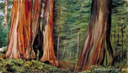 El bosquecillo de árboles grandes de Mariposa, California El bosquecillo de árboles grandes de Mariposa, California