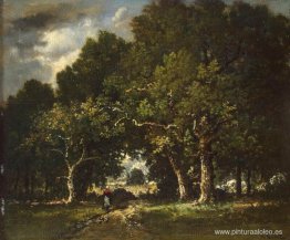 Camino en el bosque Camino en el bosque