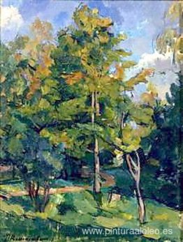 Arces amarillentos Arces amarillentos