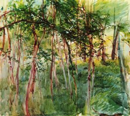 Árboles en el Bois de Boulogne Árboles en el Bois de Boulogne