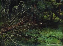 en el bosque de abetos en el bosque de abetos