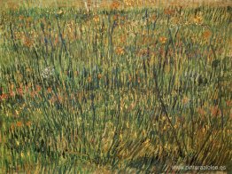 Pasto en flor Pasto en flor