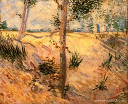 Árboles en un campo en un día soleado Árboles en un campo en un día soleado