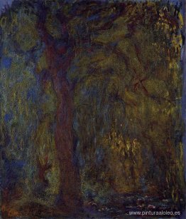 Sauce llorón Sauce llorón