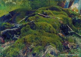 Musgo. Raíces Musgo. Raíces