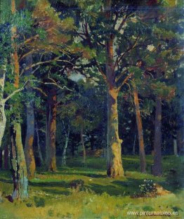 bosque, pino bosque, pino