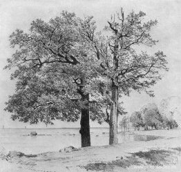 Robles en Sestroretsk Robles en Sestroretsk