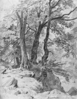 en el bosque en el bosque