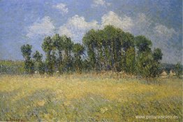 paisaje con álamos paisaje con álamos