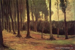 Borde de una madera Borde de una madera