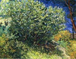 Arbusto lila Arbusto lila