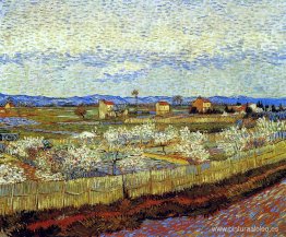 Melocotoneros en flor Melocotoneros en flor