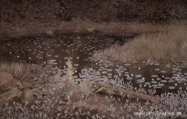 Estanque de lirios virgen Estanque de lirios virgen