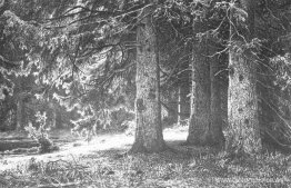 Abeto en el parque Shuvalov Abeto en el parque Shuvalov