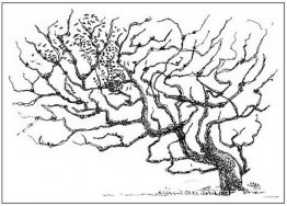 un arbol un arbol