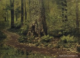 Sendero en un bosque. Helechos. Sendero en un bosque. Helechos.